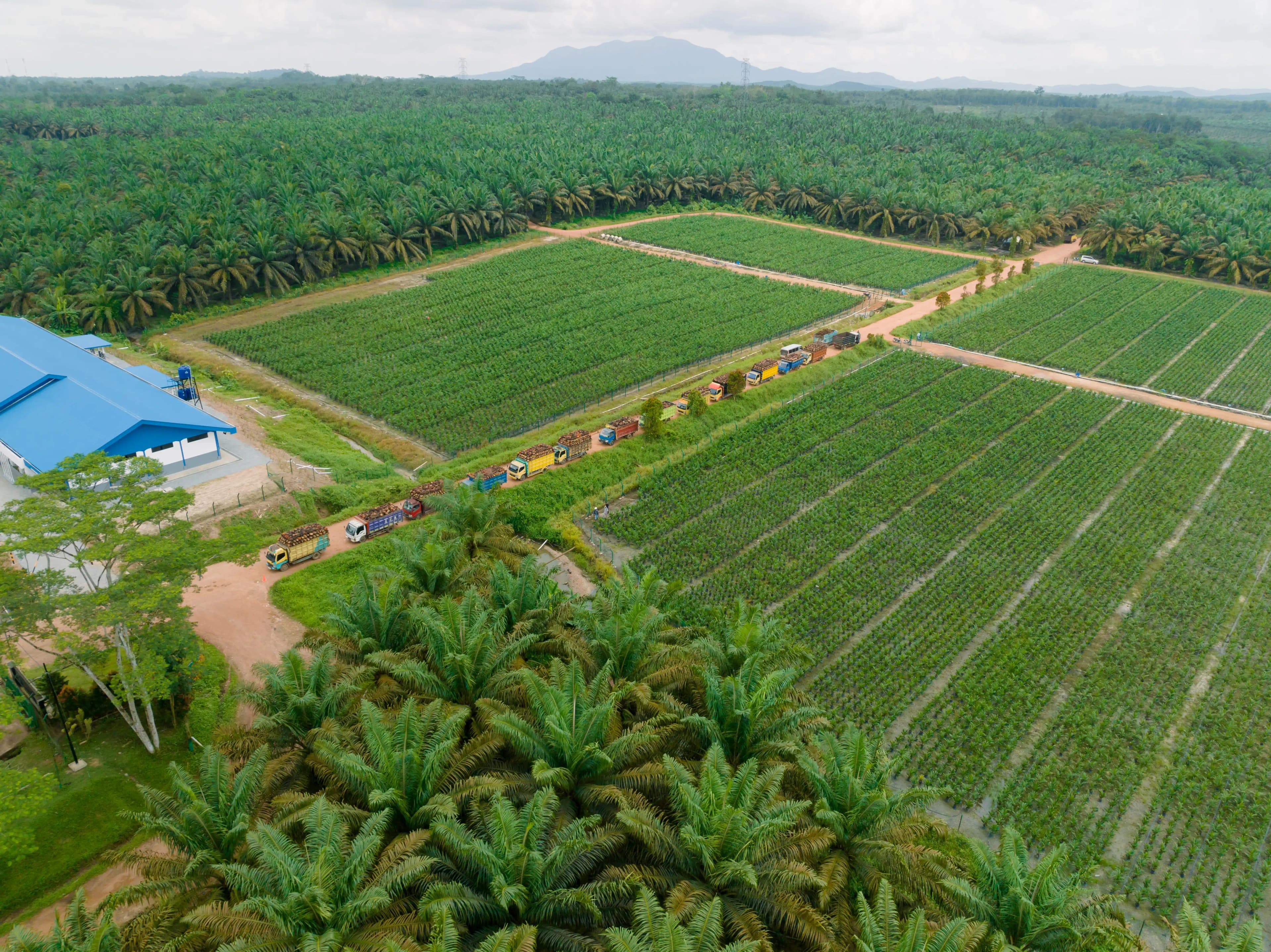 PT THEP Plantation Slogan Background