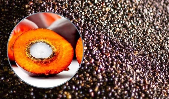 Palm Kernel (Inti Sawit) Product