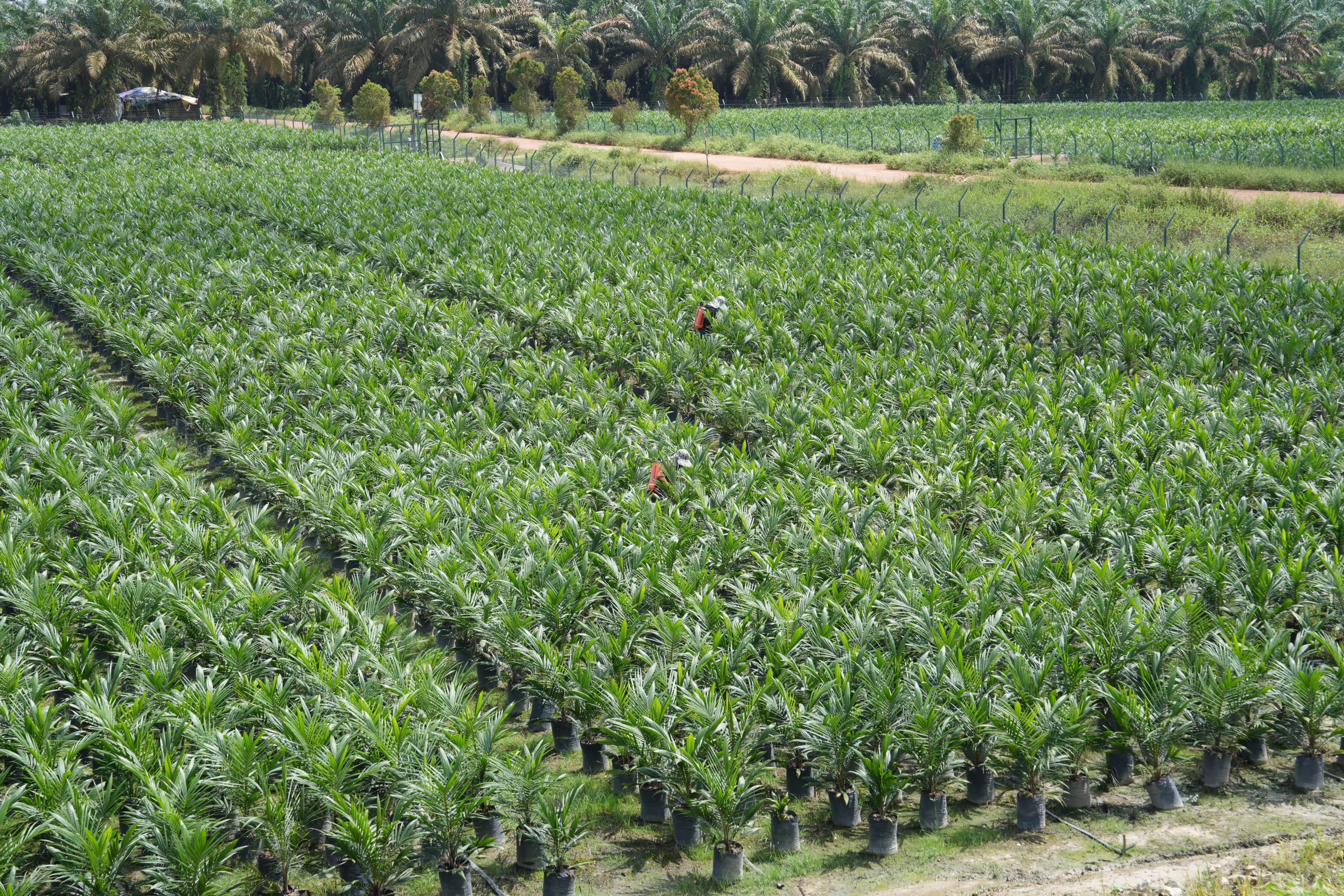 1. Crop Nursery